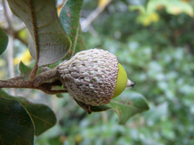 Fruits (glands) bruns de 2 à 3 cm terminés par une petite pointe dure et piquante, la cupule étant pubescente. Agrandir dans une nouvelle fenêtre (ou onglet)